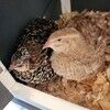 quail_keepsakes